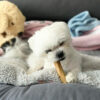 Dreamer Pet Shop - Shop for your pet