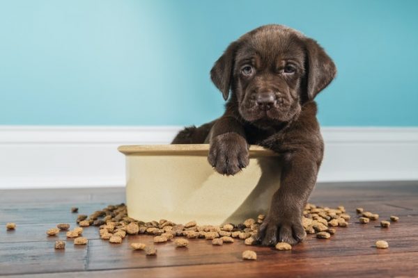 Tìm hiểu về đồ ăn cho chó phù hợp
