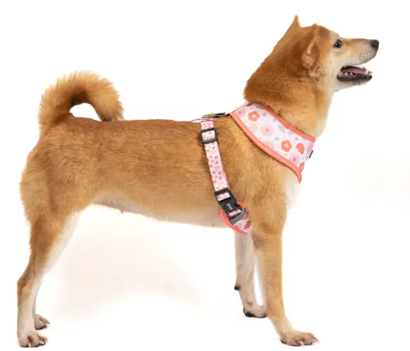 Dreamer Pet Shop - Shop for your pet