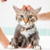 Dreamer Pet Shop - Shop for your pet