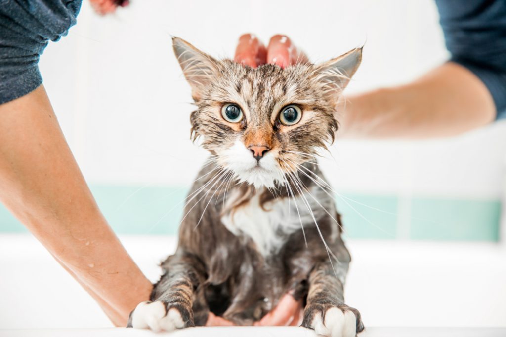 Dreamer Pet Shop - Shop for your pet Dreamer Pet Shop - Shop for your pet