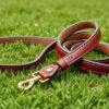 Dreamer Pet Shop - Shop for your pet