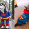 Dreamer Pet Shop - Shop for your pet