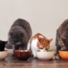 Dreamer Pet Shop - Shop for your pet