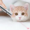 Dreamer Pet Shop - Shop for your pet