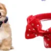 Dreamer Pet Shop - Shop for your pet