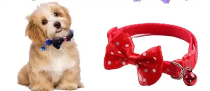 Dreamer Pet Shop - Shop for your pet