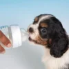Dreamer Pet Shop - Shop for your pet