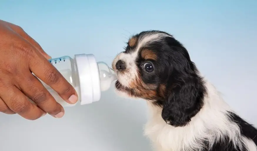 Dreamer Pet Shop - Shop for your pet
